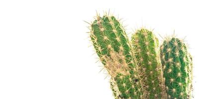 kaktus taggig växt suckulenter vintergröna inomhusblomma i en blomkruka på bordet foto