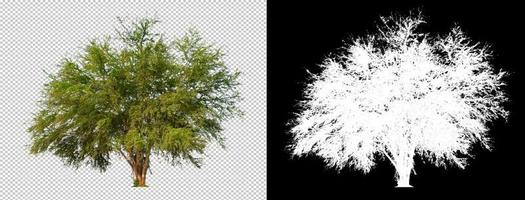 träd utskuret från originalbakgrund, transparent bakgrundsbild med urklippsbana och alfakanal för pensel foto