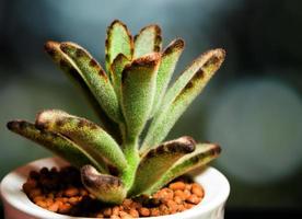 suckulent växt närbild, färska blad detalj av kalanchoe tomentosa foto