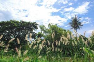 poaceae gräs blomma i natur landskap vy. foto