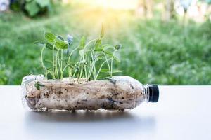 återvinning av plast. närbild och selektivt fokus på trädet planteras i återvunna plastflaskor på bordet vita. hydroponics i en plastflaska på skrivbordet trä. suddig grönt gräs bakgrund foto