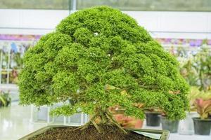litet träd, odlat med thailändsk teknik av bonsai. foto