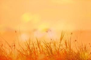 abstrakt naturlig bakgrund med gräs på ängen och orange himmel i ryggen foto