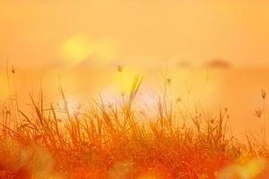 abstrakt naturlig bakgrund med gräs på ängen och orange himmel i ryggen foto