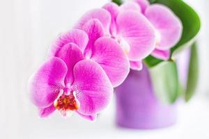 vacker orkidé i violett kruka. phalaenopsis i blom foto