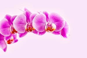 vacker orkidé på rosa bakgrund. phalaenopsis i blom foto