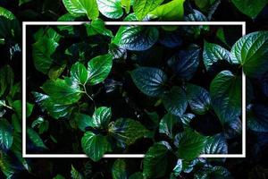 vit ram på grönt blad bakgrund, text kan skrivas, naturliga frodiga gröna blad av blad textur bakgrund. foto
