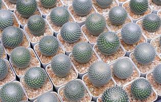 ovanifrån av många små mammillaria microthele med perbella kaktus växer på vita blomkrukor till salu på utomhus växtmarknad foto