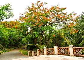 brud och träd orange blommor i chayuchak park offentliga bangkok thailand jpg foto