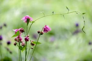 dubbel blomma av en rosa akleja foto