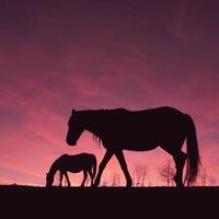 häst siluett på ängen med en vacker solnedgång bakgrund foto