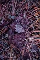fryst brunt blad under vintersäsongen foto