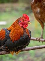 kyckling och natur foto