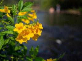 gul blomma och flod foto