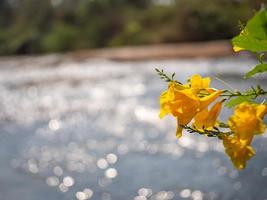gul blomma och flod foto