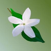 vårblommande blomma foto