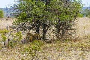 lejonhanar koppla av i safari kruger national park sydafrika. foto