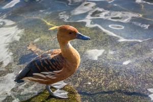 fulvös visslande anka foto