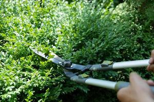 beskärning av gröna buskar i trädgården med stora beskärningssaxar. sommar trädgårdsarbete koncept foto