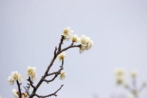 vårblomma plommon, en blommande plommonblomma foto