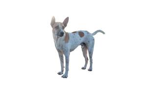 hund eller valp isolerad på vit bakgrund med urklippsbana foto