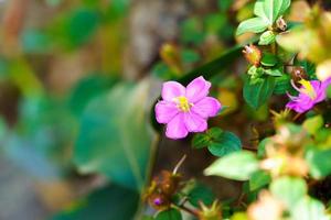 rosa blommor som blommar i naturen, suddig bakgrund foto