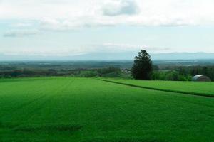 sommar i hokkaido med gröna naturvetegräsfält. foto