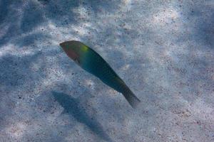 färgglada fiskar på havsbotten foto