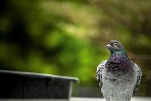 närbild målsökande duva badar i grön park foto