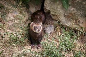 europeisk polecat dyker upp ur sin håla foto