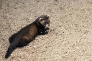 ung europeisk polecat foto