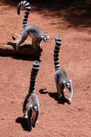 fuengirola, Andalusien, Spanien, 2017. ringstjärtade lemurer vid bioparken foto