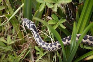 vanlig europeisk huggorm som glider genom vegetationen foto