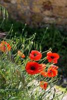 vallmo som blommar längs vägkanten i val d'orcia i Toscana foto