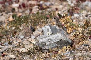 berthelots pipar i Italien foto