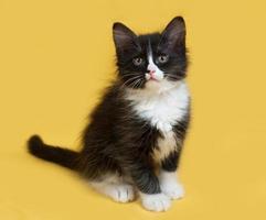 liten fluffig svartvit kattunge som sitter på gul