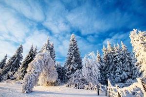 vinterlandskapsträd i frost foto