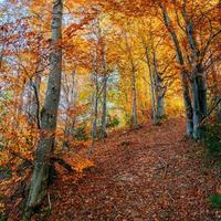 skogsväg på hösten. foto