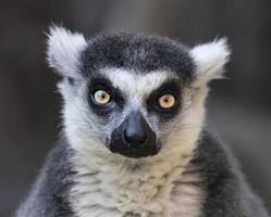 ögonkontakt med en ring-tailed lemur, madagaskar katt. foto