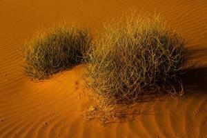 vackra sanddyner i saharaöknen i Marocko. landskap i afrika i öknen. foto