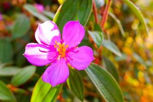 melastoma affin blomma, även känd under de vanliga namnen blue tongue eller infödd lassiandra, är en buske av familjen melastomataceae. foto