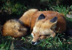 päls röd räv som sover på gräsfält foto