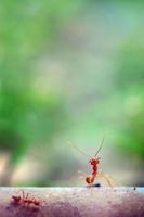 myra liten värld (makro, selektiv fokusmiljö på bladbakgrund) foto