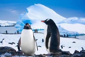 två pingviner som drömmer foto