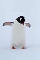 gentoo pingvin gå på snö vinter molnig dag foto