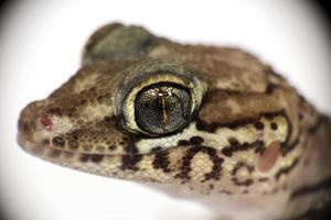 pictus gecko foto
