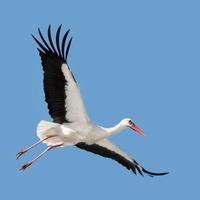 flygande vit stork foto