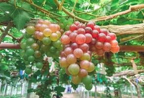 färska druvor hängde på druvträd av vingårdar., jordbruk. foto
