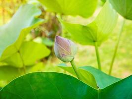 lotusblommaknopp med lotusbladbakgrund foto