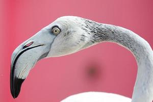 närbild vit flamingo med rosa bakgrund. foto